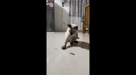 Cat's confusion: lizard's tail hijinks caught on camera