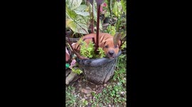Pet dog cools off in a plant pot full of water