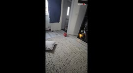 Bulldog belts out his beloved tune in an adorable display of canine music appreciation