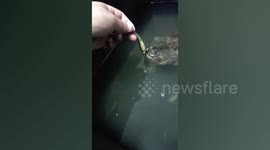 Snapping turtle bites owner's hand while feeding it