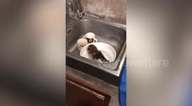 Owl cools off by soaking in kitchen sink amid 41C temperatures