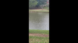 Feathered family reunited: Worried parents find their way back to their lost ducklings