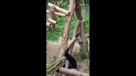 Adorable young panda turns into a ninja warrior to reunite with her favorite human