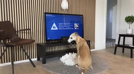 Meet Louis, the smart canine that has mastered this puppy training video game