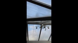 Unconventional gardeners: Goats roam rooftop greenhouse in UK