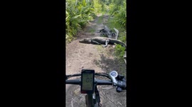 Alligators take over bike trail