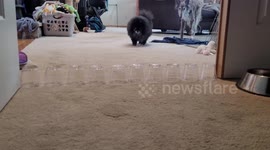 Tempest the Pomeranian Jumps Wall of Cups