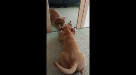 Labrador Retriever Romy Meets Himself In Mirror