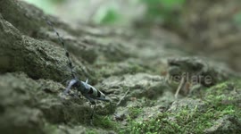 Austria: Oldest Zoo In The World Discovers 450 Species Amidst Diverse Habitat