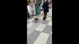 Cat Tries Catching Gentleman's Cane