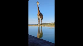 Giraffe Bull Drinking Water