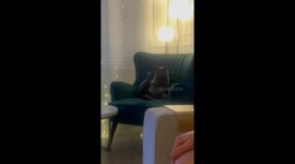 Cats Have a Leg Off