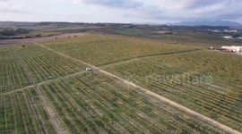 Cava producers in Spain struggling to survive severe drought