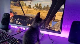 Video Game on computer screen , Two Cute Kitten sitting on Table and  watching The video game