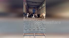 Brazil floods rescuers save hundreds of pet dogs