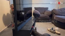 Innocence and mischief: Playful Frenchie masterminds acorn concealment