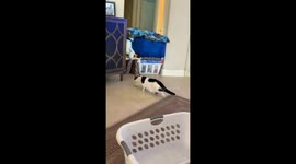 Cat's failed bean bag leap ends in comical tumble