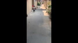 Child's bicycle ride interrupted by unexpected chicken encounter