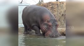 USA: Hippo's Happy Swim Delights Viewers