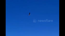 Bald Eagle taking a fish off the ice in slow motion while fishing in the Berkshire's of Massachusetts