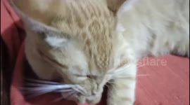 Mi gato lamiéndose la pata