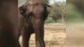 India: Zoo elephant takes water shower to beat summer heat