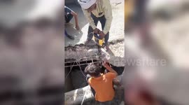 India: Rescue operation saves stranded cow in drain