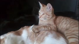 Mis gatos descansando o durmiendo