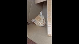 mi gato descansando dentro de una caja