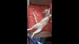 MI GATO tiger durmiendo en el sofá