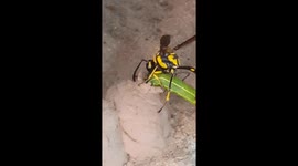 Solitary wasp with paralysed caterpillar to feed to its soon-to-hatch wasp larvae.