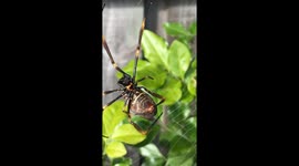 Giant Australian Golden orb spider super up close spinning its beautiful web!
