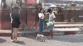 Thai authorities approve relocation of wild macaques to curb out-of-control monkey population