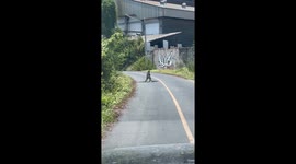 Wild monitor lizards wrestle on road
