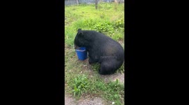 Asian black bear visits home to snack on food