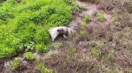 Pet dog with fluffy white fur covers itself in mud