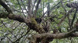Canada: Kittens playing in the blossoming apple tree