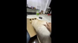 Puppy plays game with owner to get hotdog treat