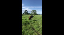 Horseback mishap: rider thrown in Spain's countryside