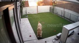 Security camera captures dog unraveling synthetic grass in Santiago compound