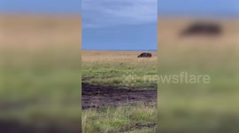 Moment Buffalo is hunted and killed by huge lion pack