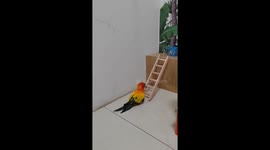 Pretty Parrots Perfects Playful Performance