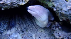 White moray eels in shallow waters - snorkeling at Jaz Grand Marsa, Coraya bay, Marsa Alam, Egypt 2024, second video