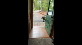 Man Finds Black Bear at His Front Door