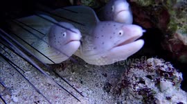 White moray eels in shallow waters - snorkeling at Jaz Grand Marsa, Coraya bay, Marsa Alam, Egypt 2024