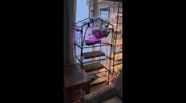 When Your Greenhouse Becomes a Cat Hammock