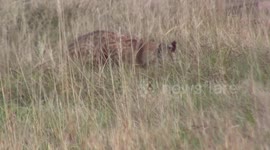 wild Bobcat eats prey and then strolls through the grasslands and cliffs of Badlands National Park