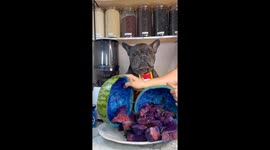 French Bulldog helps make unique juice for his owner lol