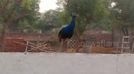 Peacock encounter at village house .. many peacock came and sitting on the roof boundary wall every where at this house