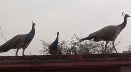 Peacock are playing at the top of the roof at early morning
